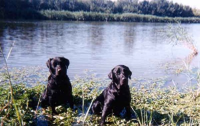 des Collines du Boulonnais - COUPE DE FRANCE LABRADOR RETRIEVER