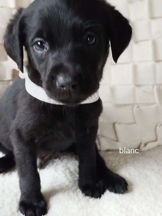 des Collines du Boulonnais - Chiot disponible  - Labrador Retriever