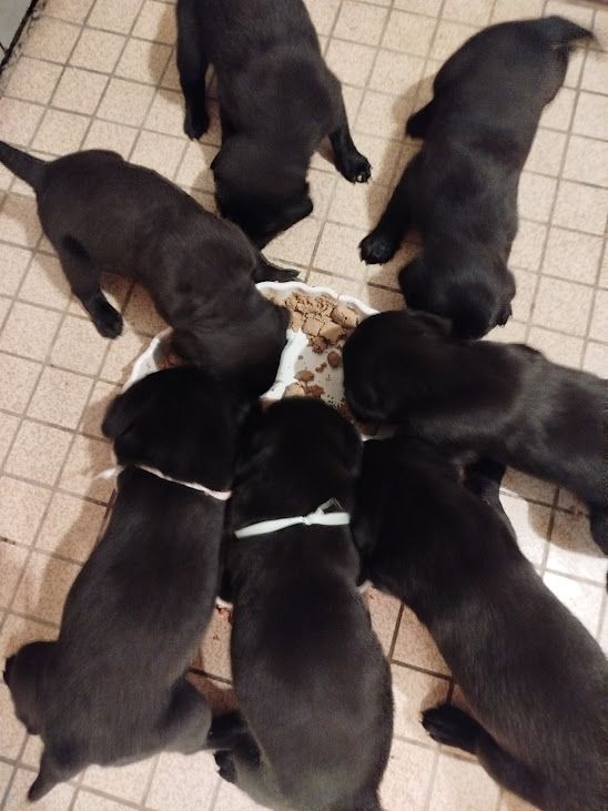 chiot Labrador Retriever des Collines du Boulonnais