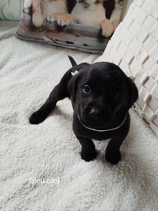 des Collines du Boulonnais - Chiot disponible  - Labrador Retriever