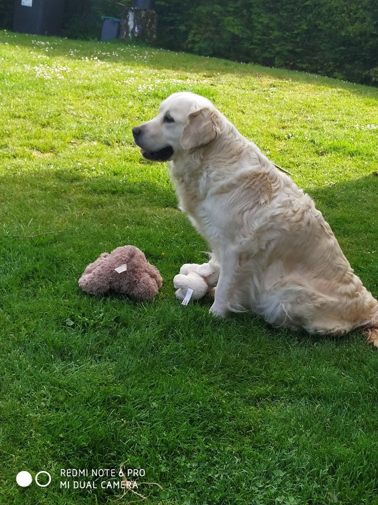 des Collines du Boulonnais - NAISSANCE LE 06 AOUT DE 7 BEBES GOLDENS