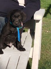 des Collines du Boulonnais - Chiots disponibles - Labrador Retriever