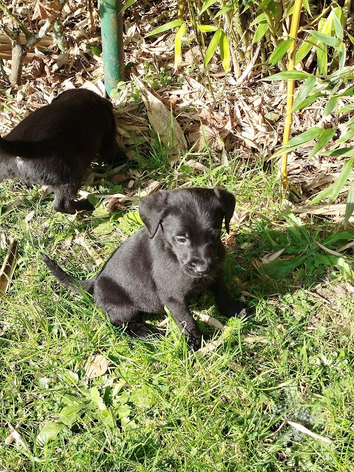 des Collines du Boulonnais - Chiots disponibles - Labrador Retriever